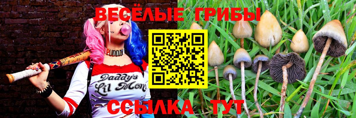 Псилоцибиновые грибы прущие грибы Губкинский